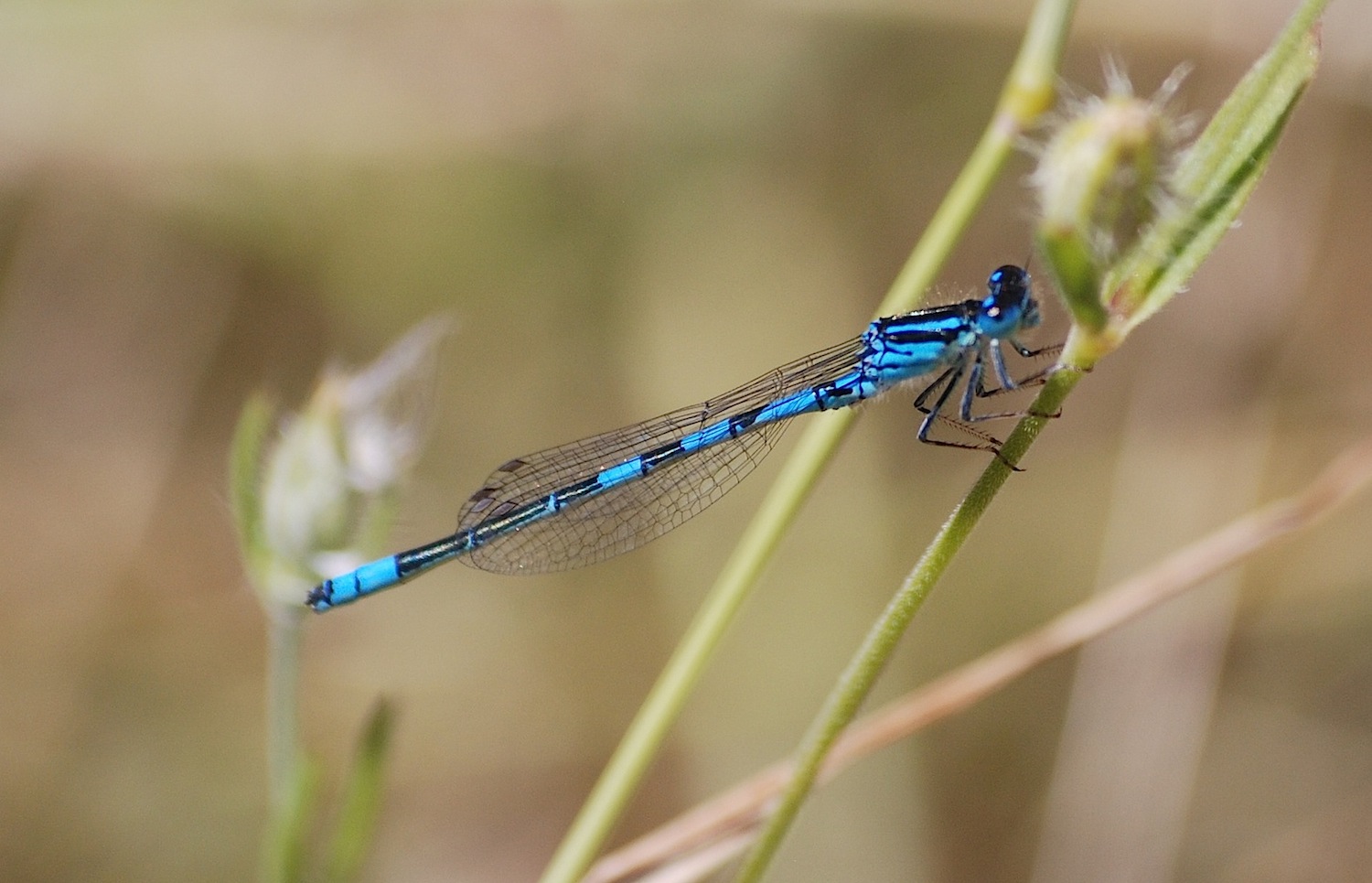 Coenagrion scitulum ?